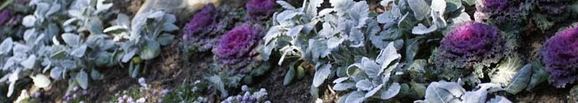 landscape tips